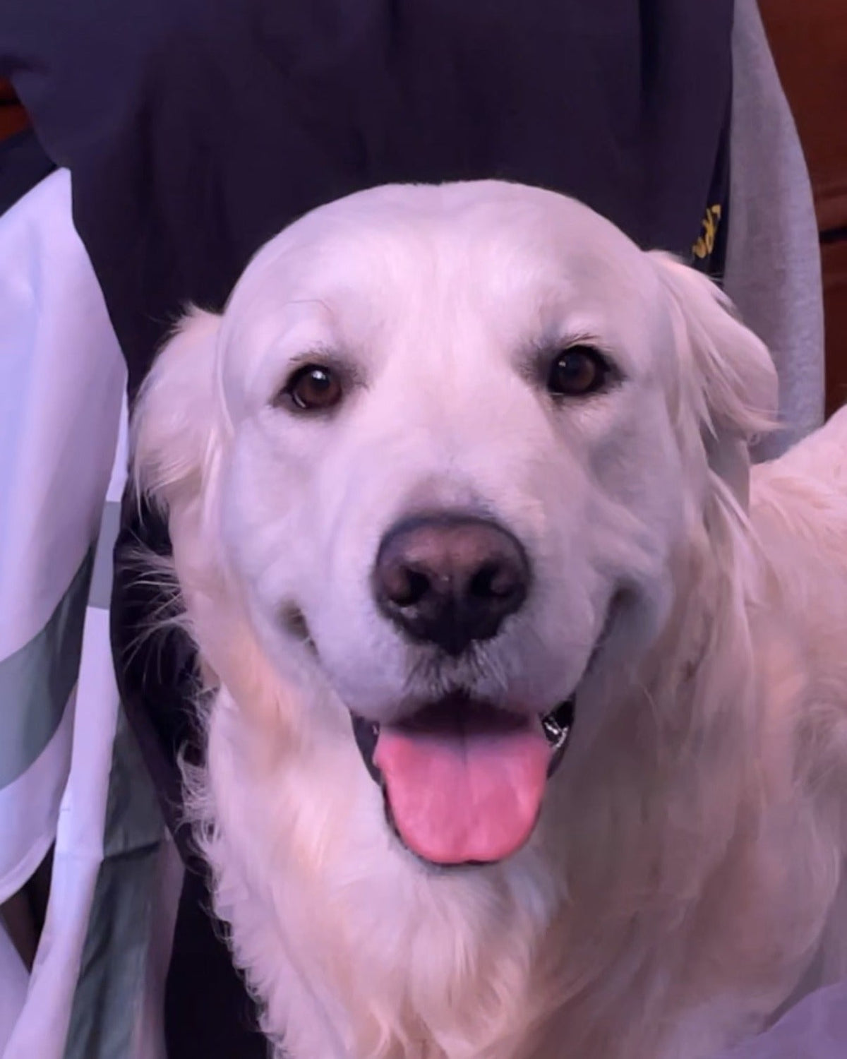 Original photo of golden retriever, 4:5 crop
